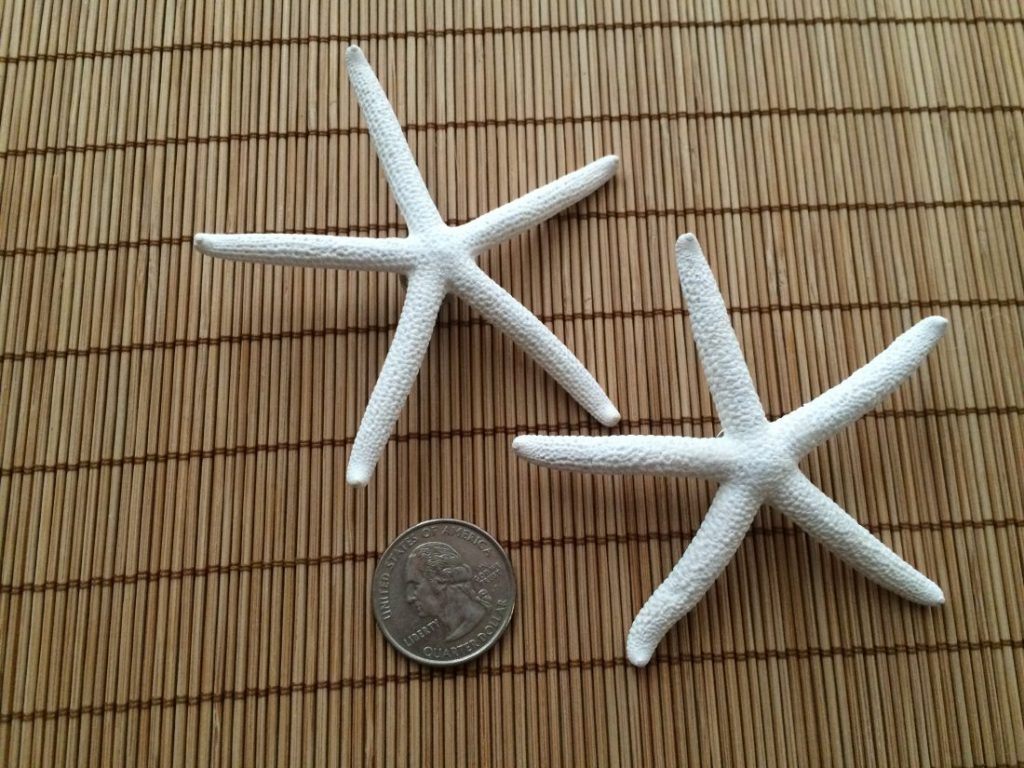 Finger Starfish Boutonniere Pin, Groom and Groomsmen Lapel Pin - Image 6