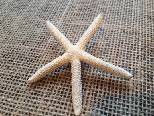 Finger Starfish Boutonniere Pin, Groom and Groomsmen Lapel Pin - Image 3