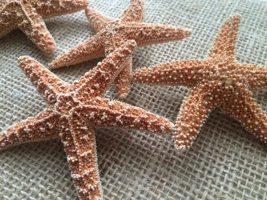 Sugar Starfish Boutonniere Pin, Bridal Party Accessory - Image 2