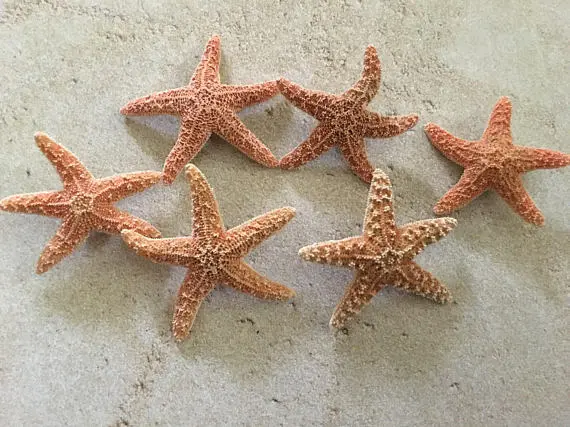 Sugar Starfish Boutonniere Pin, Bridal Party Accessory - Image 4