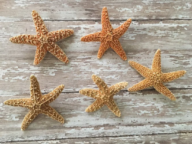 Sugar Starfish Boutonniere Pin, Bridal Party Accessory - Image 5