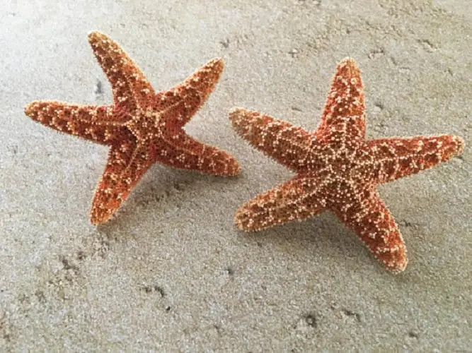 Sugar Starfish Boutonniere Pin, Bridal Party Accessory - Image 3