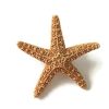 Sugar Starfish Boutonniere Pin, Bridal Party Accessory