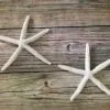 Starfish Wall Hangings, 2