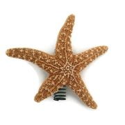 Sugar Starfish Tree Topper