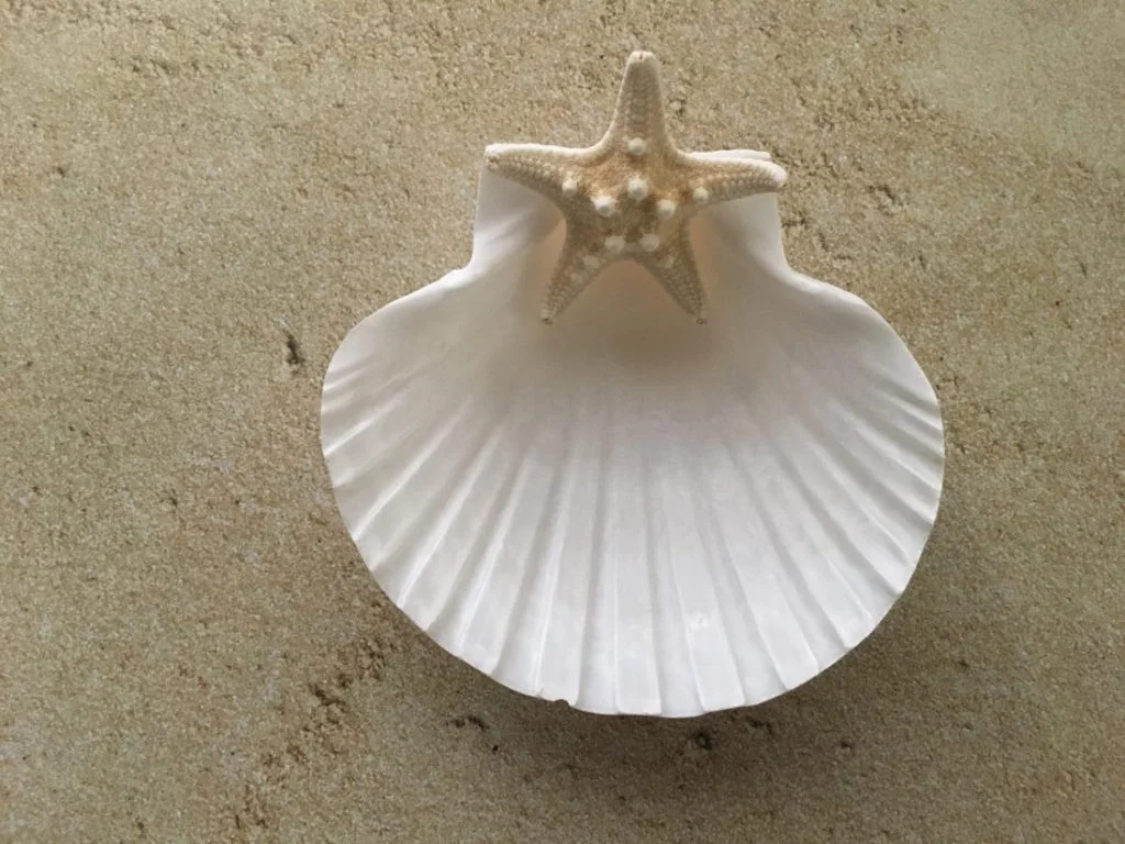 Seashell Jewelry Holder - Image 4