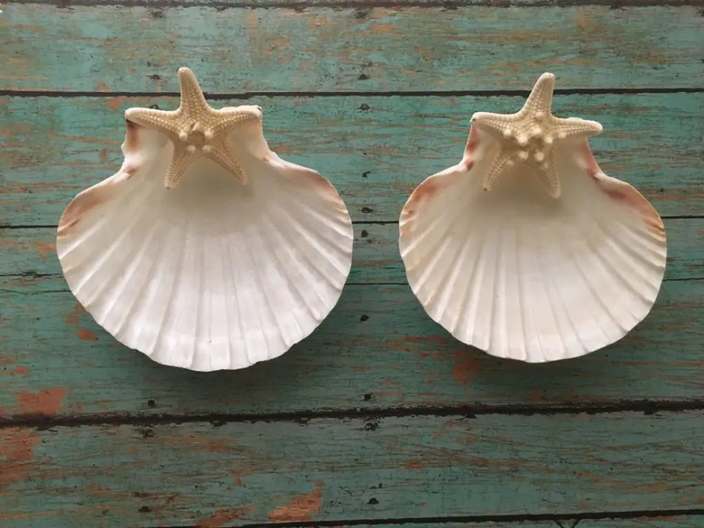 Seashell Jewelry Holder - Image 5