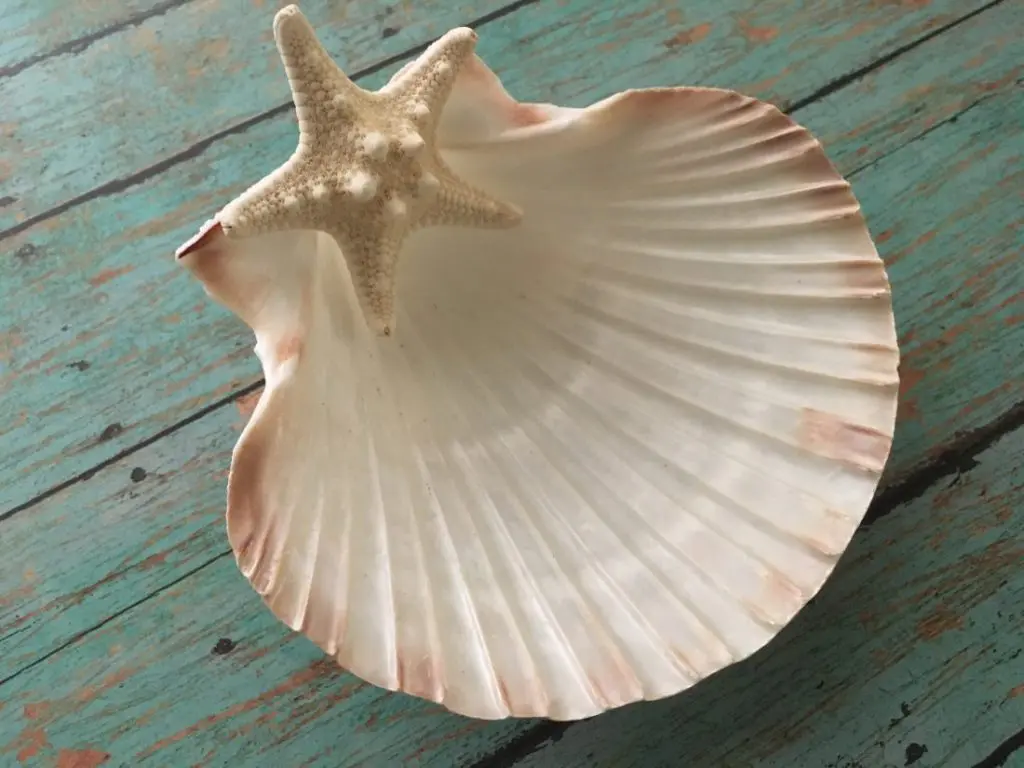 Seashell Jewelry Holder