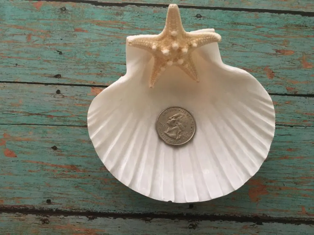 Seashell Jewelry Holder - Image 2