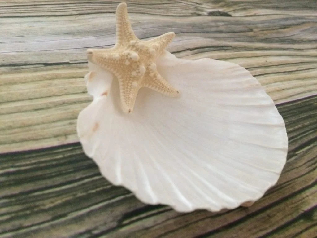 Seashell Jewelry Holder - Image 7