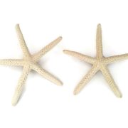 Finger Starfish Boutonnieres 2