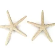 Finger Starfish Boutonnieres 2