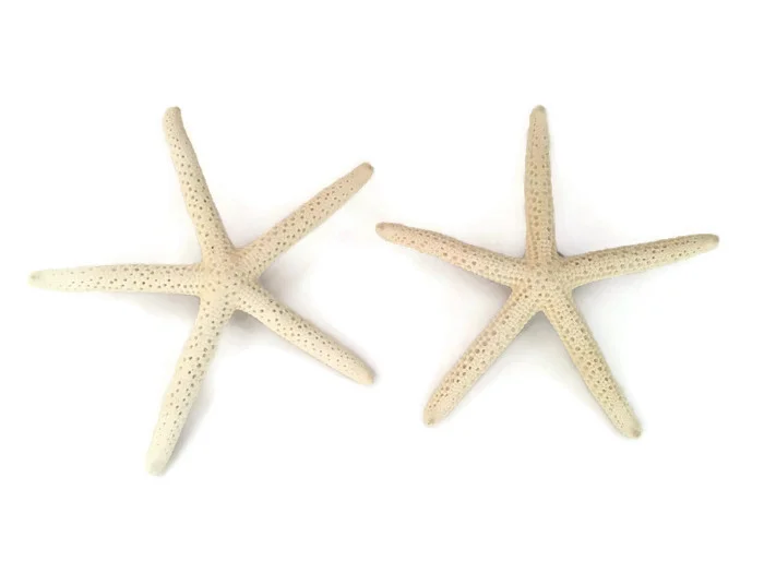 Finger Starfish Boutonnieres 2