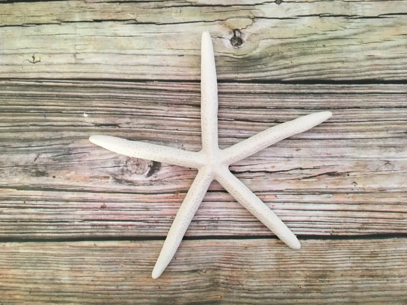 Large Finger Starfish Wall Hanging - Image 3