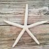Large Finger Starfish Wall Hanging