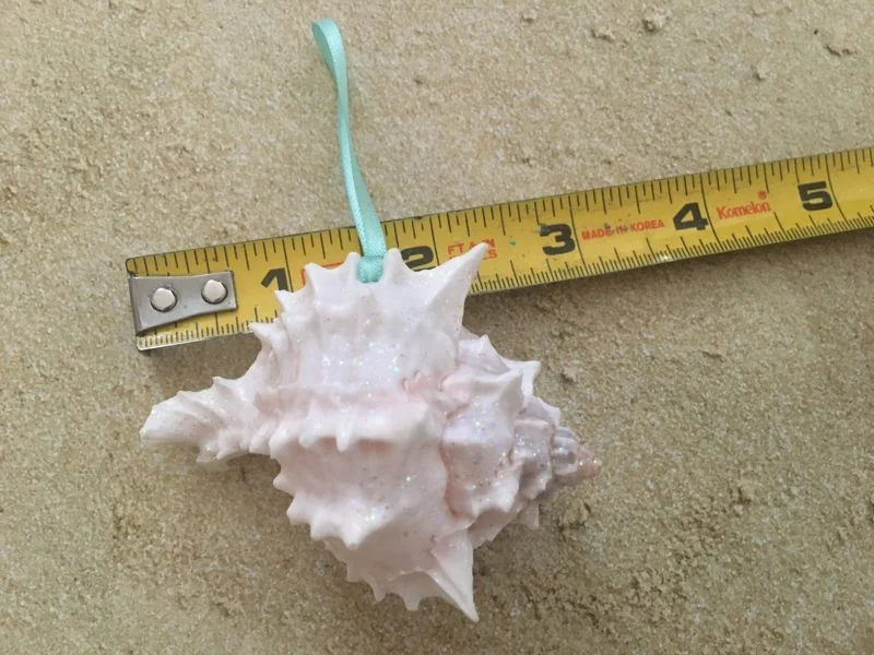 Tropical Natural Pink Murex Seashell Ornaments, 6 - Image 4
