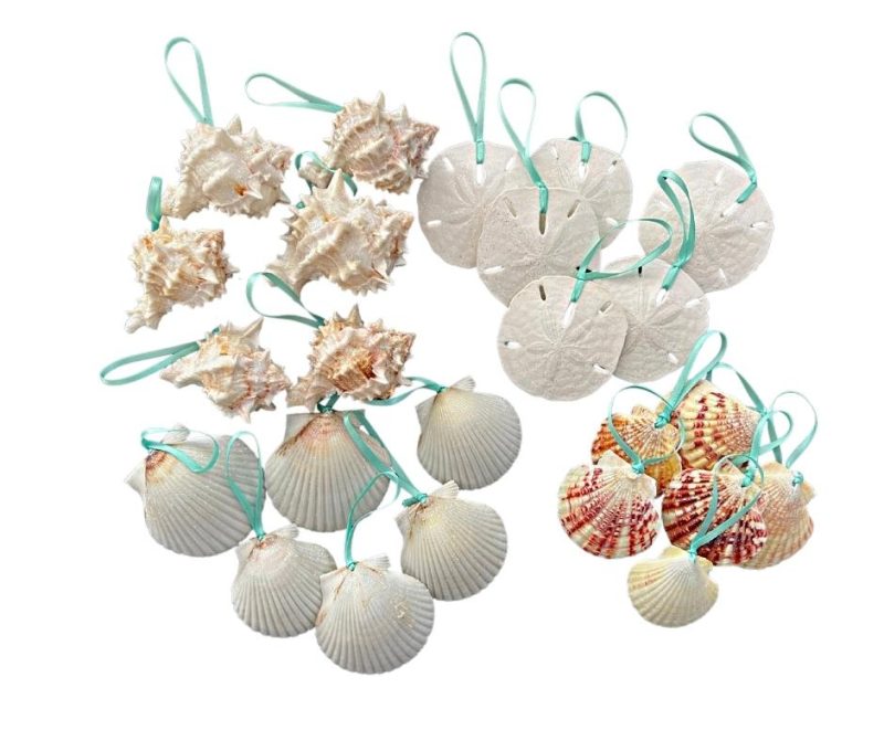 standard seashell ornament package