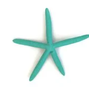 Turquoise Finger starfish wall hanging