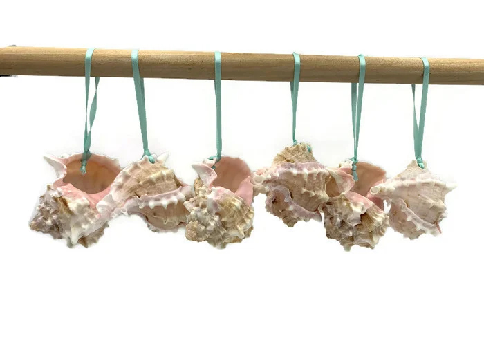 Tropical Natural Pink Murex Seashell Ornaments, 6 - Image 8