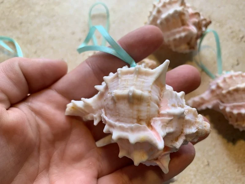 Tropical Natural Pink Murex Seashell Ornaments, 6 - Image 3