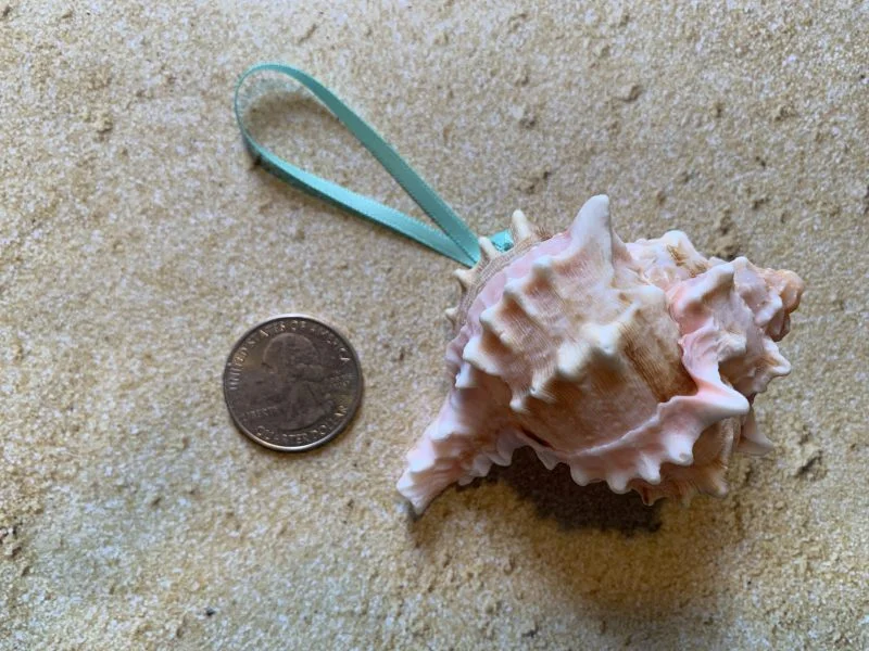 Tropical Natural Pink Murex Seashell Ornaments, 6 - Image 7