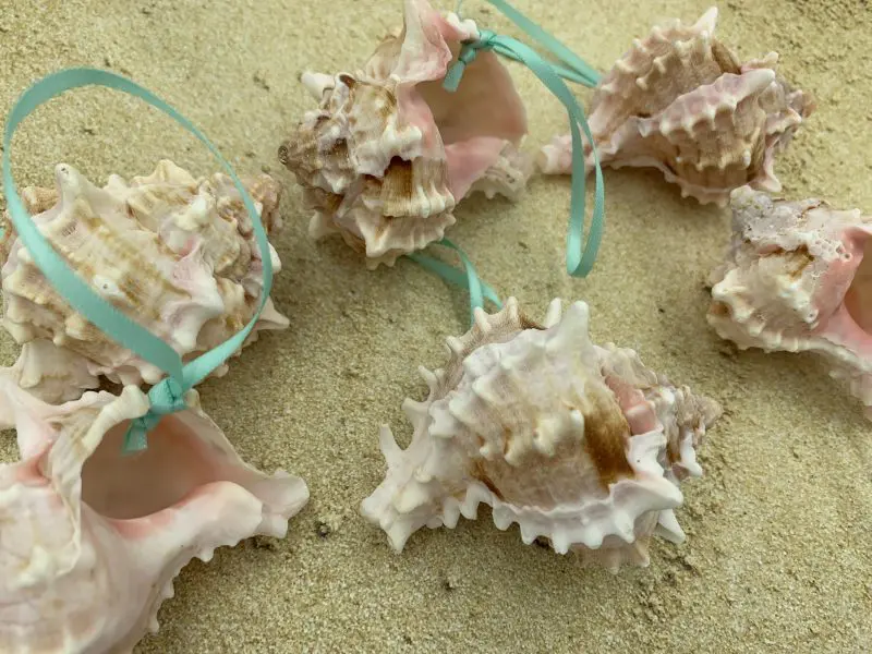 Tropical Natural Pink Murex Seashell Ornaments, 6 - Image 9