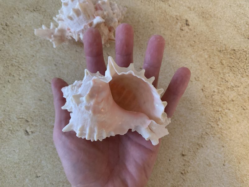 Murex Shell, Sea Shells for Decorating, Large Seashells, Real Large Shells for Beachy Room Decor, Unique Air Plant Holders, Nautical Decor, Coastal