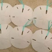 Natural Large Sand Dollar Ornaments