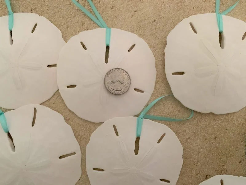 Natural Large Sand Dollar Ornament Set, 6 - Image 5