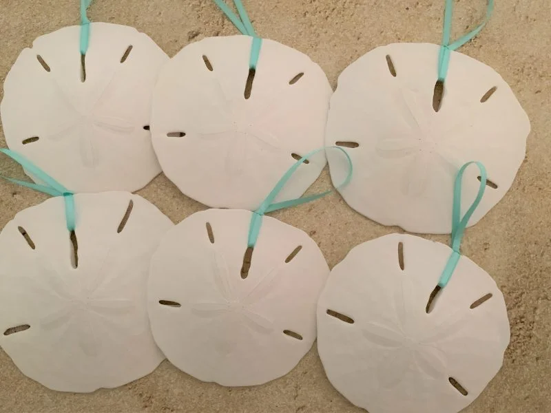 Natural Large Sand Dollar Ornaments