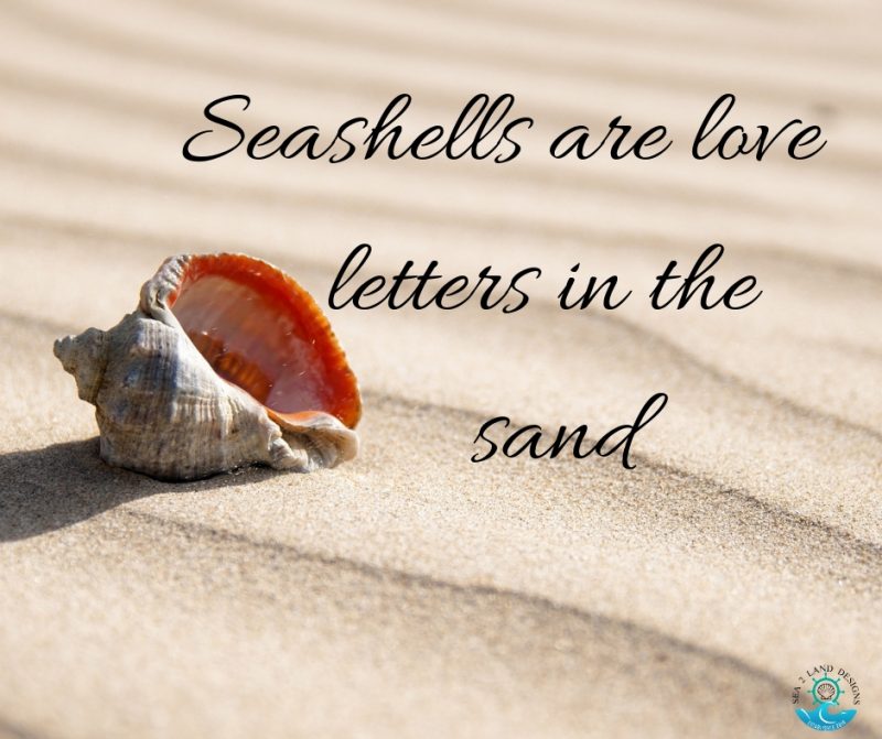 Seashells are love letters in the sand