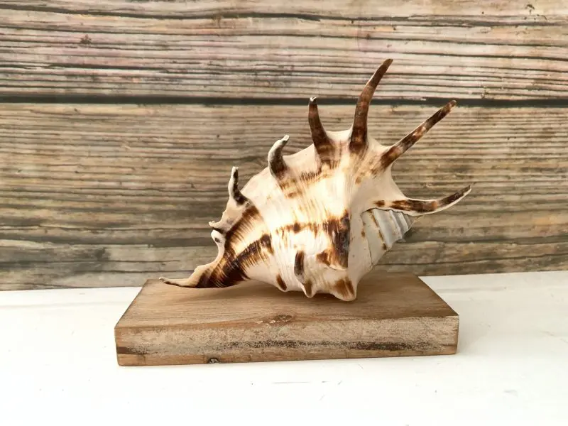 Lambis Lambis Seashell Statue Display - Image 12