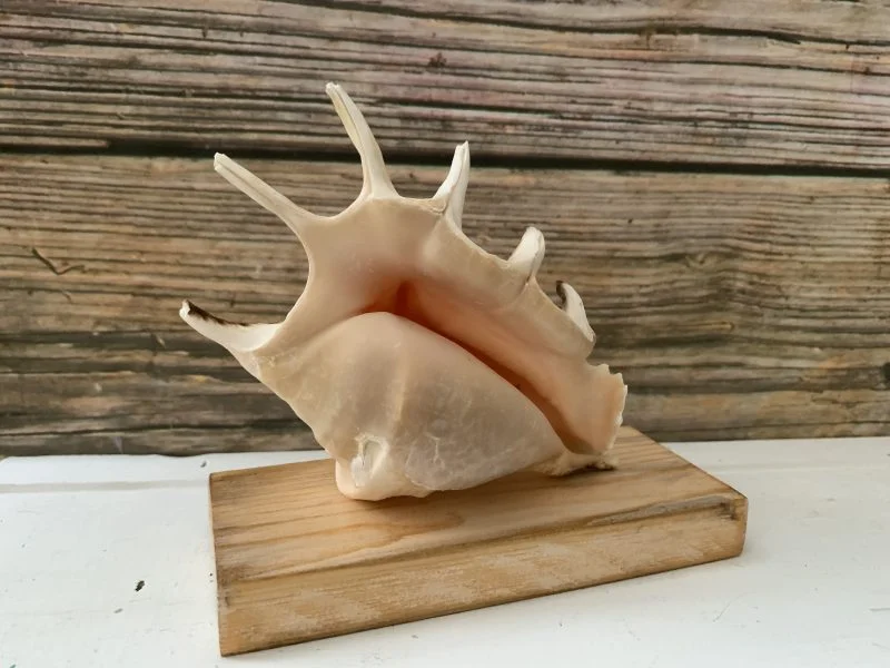 Lambis Lambis Seashell Statue Display - Image 4