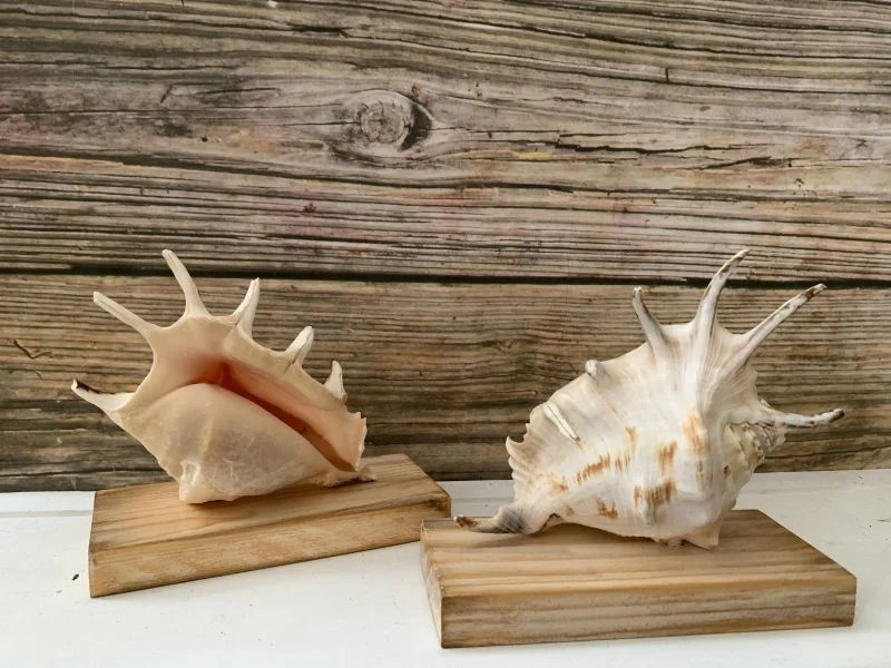 Lambis Lambis Seashell Statue Display - Image 3