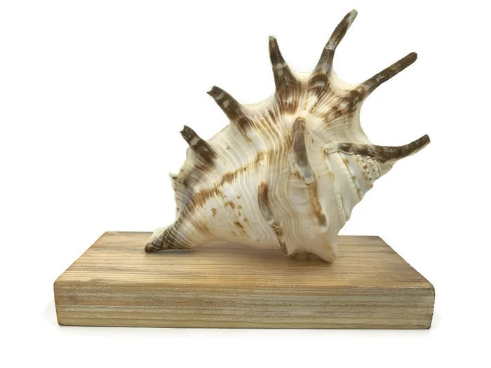 Lambis Lambis Seashell Statue 12