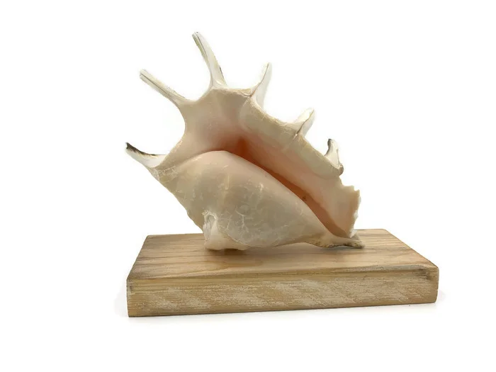 Lambis Lambis Seashell Statue 13