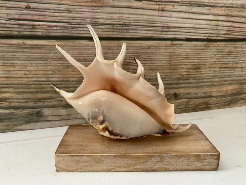 Lambis Lambis Seashell Statue Display - Image 13
