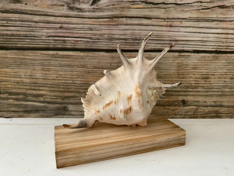 Lambis Lambis Seashell Statue Display - Image 14