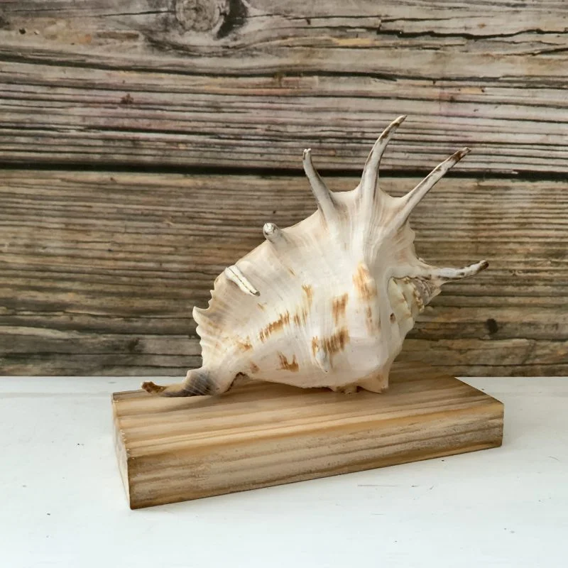 Lambis Lambis Seashell Statue Display - Image 11