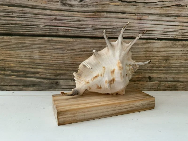 Lambis Lambis Seashell Statue 9