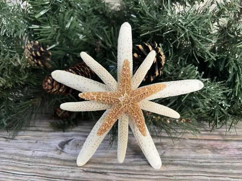 6 inch triple natural starfish topper 1