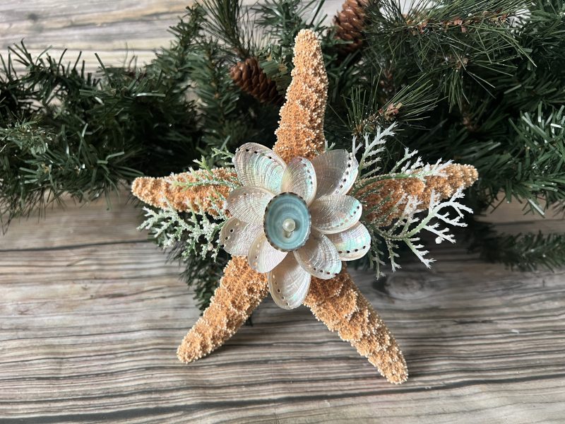 CT70 Sugar starfish Pearl Abalones