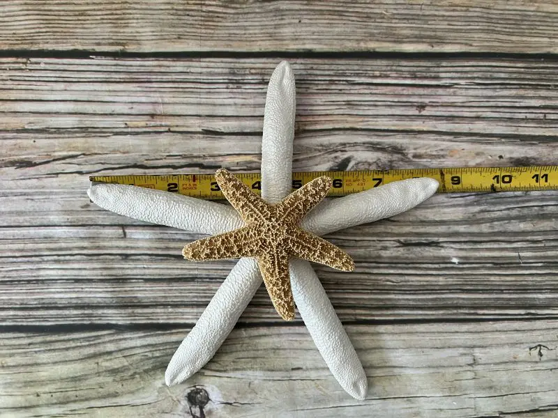 Double Starfish with Sugar Starfish 7 - 9 inch Tree Topper - Image 2
