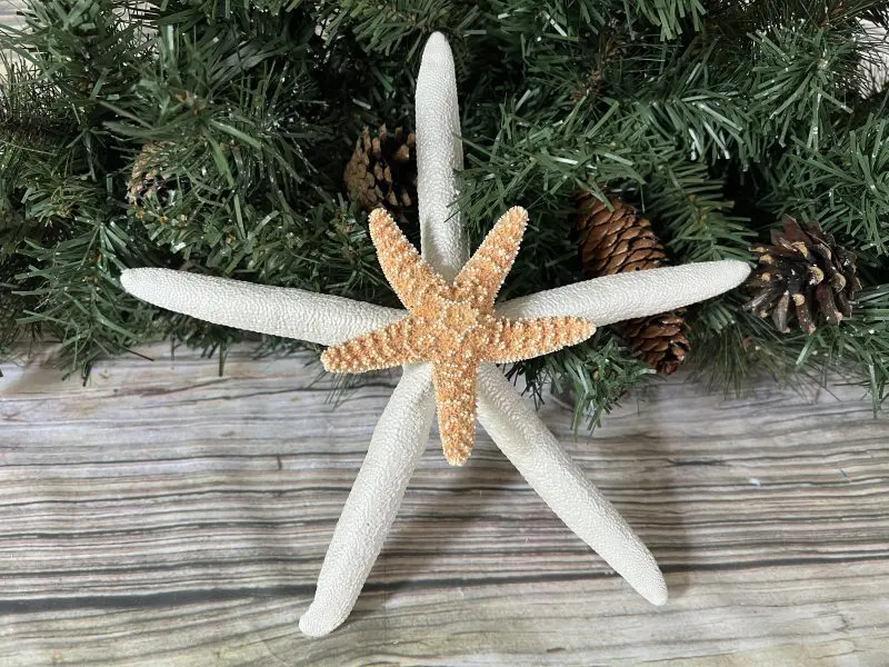 Double with sugar starfish tree topper