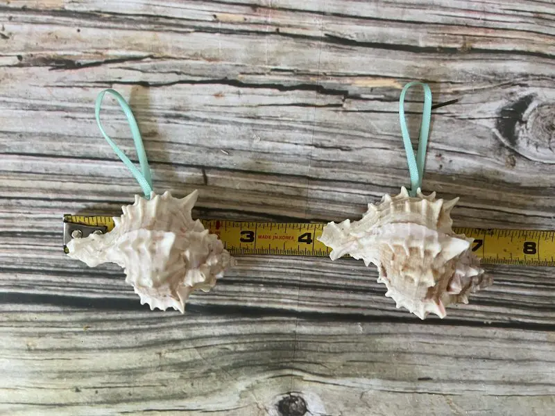 Tropical Natural Pink Murex Seashell Ornaments, 6 - Image 2