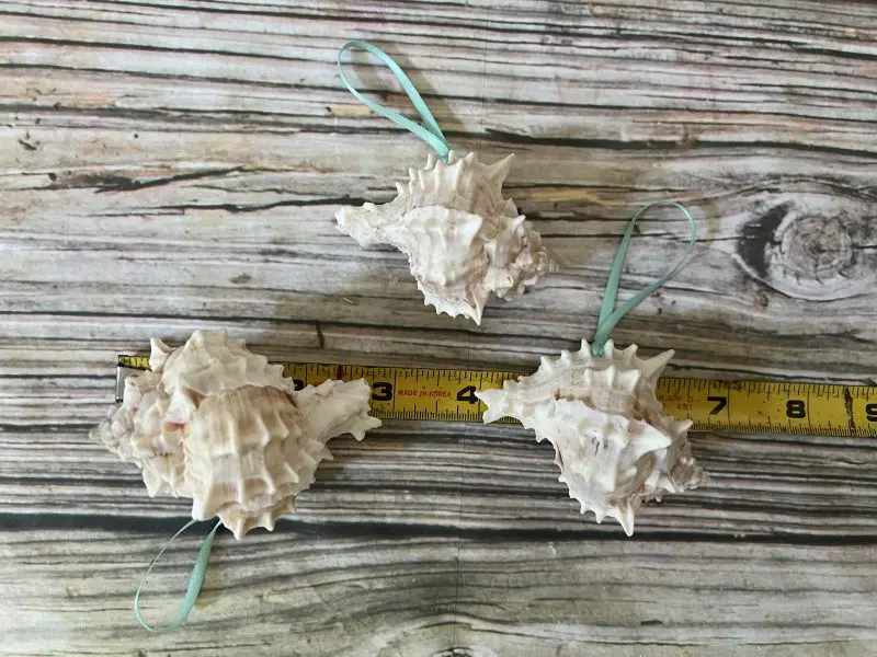 Tropical Natural Pink Murex Seashell Ornaments, 6 - Image 6