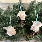 natural Pink Murex ornaments 3