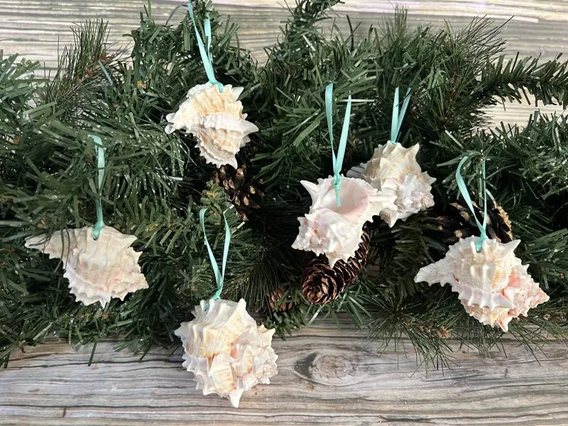 Tropical Natural Pink Murex Seashell Ornaments, 6