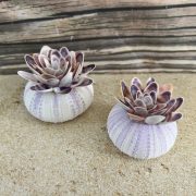 seashell flower